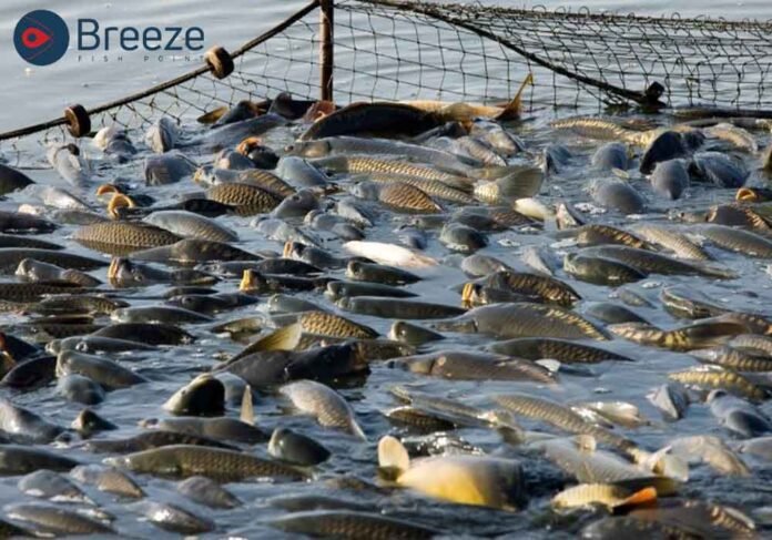 Fisheries Issues - Breeze Fish Point