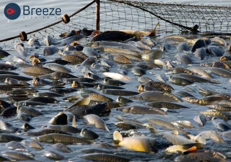 Fisheries Issues - Breeze Fish Point