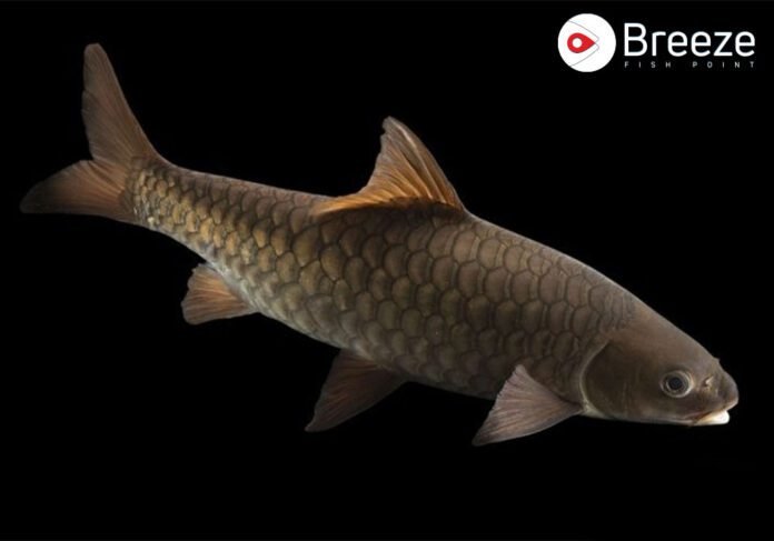 Mahseer Fish In Pakistan - Breeze Fish Point