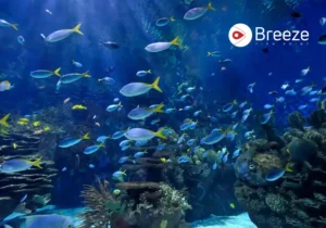 fish identification - Breeze Fish Point